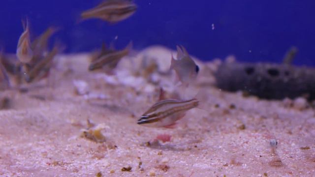 Песчаные угри Москвариум (звук на ноль) смотреть онлайн