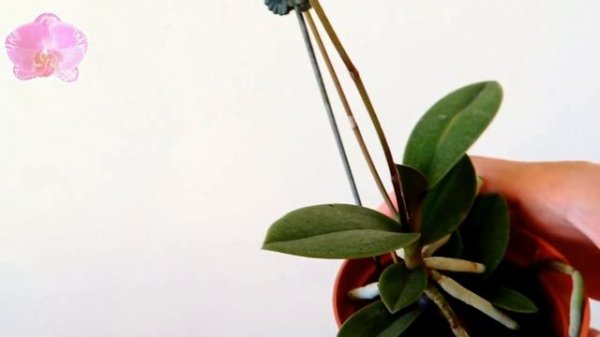 Phalaenopsis pulcherrima (Doritis pulcherrima), small and up straight orchid