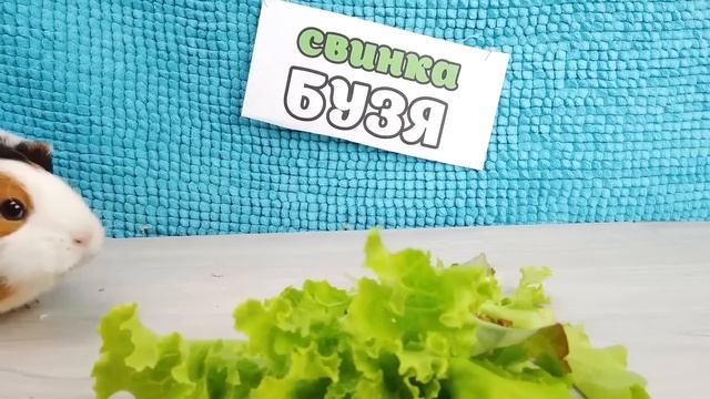 Свинки БУЗЯ и КУЗЯ тестируют ГОРКУ ПОЖИРАТЕЛЬ в реальной жизни смотреть онлайн