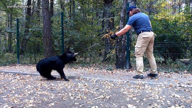 Как научить собаку ходить на поводке, если она упирается смотреть онлайн