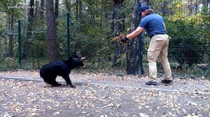 Как научить собаку ходить на поводке, если она упирается