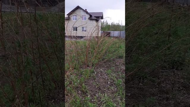 обрезка и подвязка ремонтантной малины весной смотреть онлайн