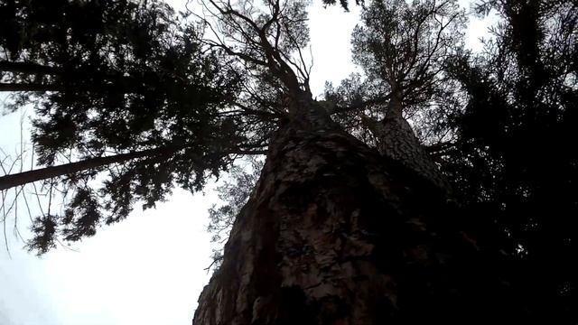 Самая большая сосна в Беларуси | Сосне 300 лет | Ведьмина лапа / The Pine Tree Is 300 Years Old