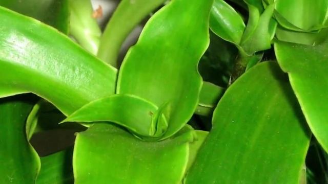 Золотой ус – польза и вред. Результаты применения в народной медицине.