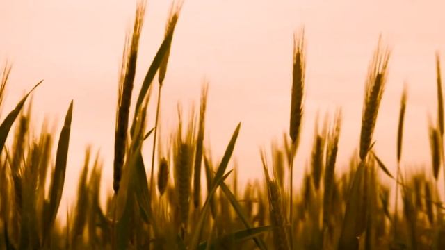 ЗАКАТ в ПОЛЕ Футаж смотреть онлайн