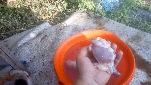 Дополнение к отзыву о перепелах породы Феникс смотреть онлайн