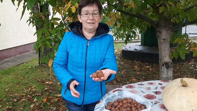 Сахалин | Хабаровский Край | Грецкий орех смотреть онлайн