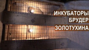 Инкубация яиц и выращивание молодняка курв хозяйстве Золотухиных. Чем пропаивать цыплят