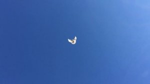 Николаевские голуби. Немного о белых.