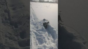 Приезжайте погулять с собаками!