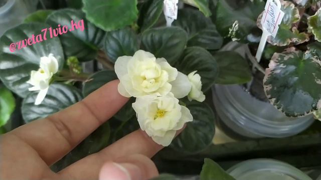 Фиалки! Обзор зацветашек😍 смотреть онлайн