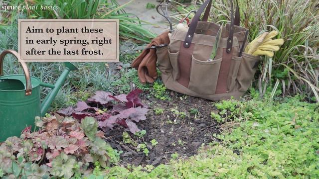 Perennial Dianthus  Plant Care & Growing Guide