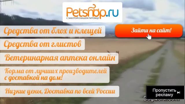 КАК ЗАЩИТИТЬ СОБАКУ ОТ КЛЕЩЕЙ, и что делать, когда клещ уже укусил. Советы эксперта! смотреть онлайн