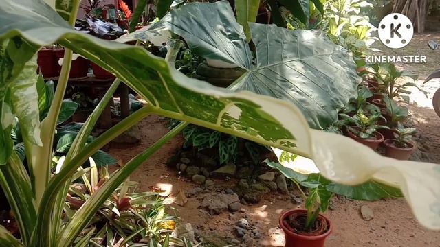 Alocasia Varieties -  Alocasia Lime Zinger/macrorrhiza Variegata/macrorrhiza Golden