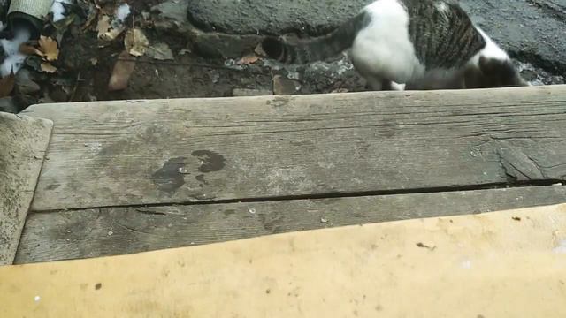 Кошачая жизнь часть 14. Кто - то спрятался в шкафу, каминные пупки смотреть онлайн