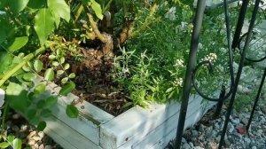 Розовые комнаты. Продолжение. Букетная посадка роз у арок