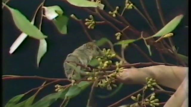 Australia's Pygmy Possum смотреть онлайн