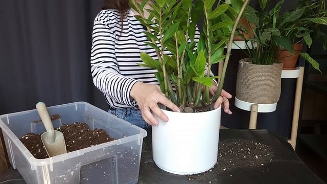 КАК пересадить ЗАМИОКУЛЬКАС / Тестируем горшки BELONO смотреть онлайн