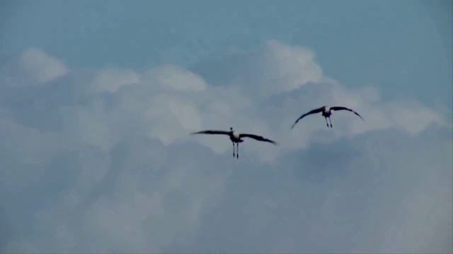 Здесь под небом чужим исп Г.Погорельская смотреть онлайн