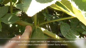 Какие побеги у ежевики вырезаем летом