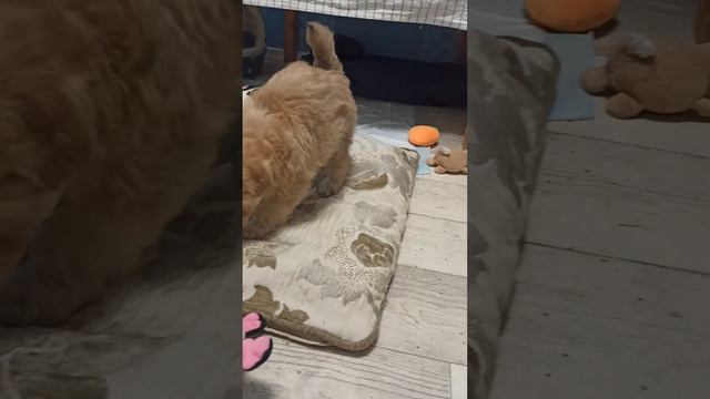 мальтипу @puppy @dog смотреть онлайн