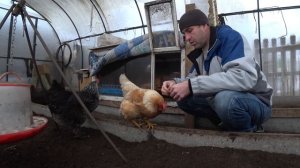 Зимний курятник без отопления.  Зимнее содержание птицы в теплице. Куры в зимней теплице.