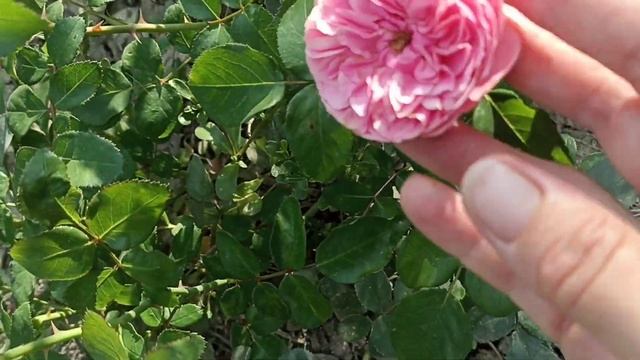 Обзор сада в начале августа 2022. Блю бой, диспетто Аляска Бордюр мажента, Жасмина, сесар, и т.д смотреть онлайн