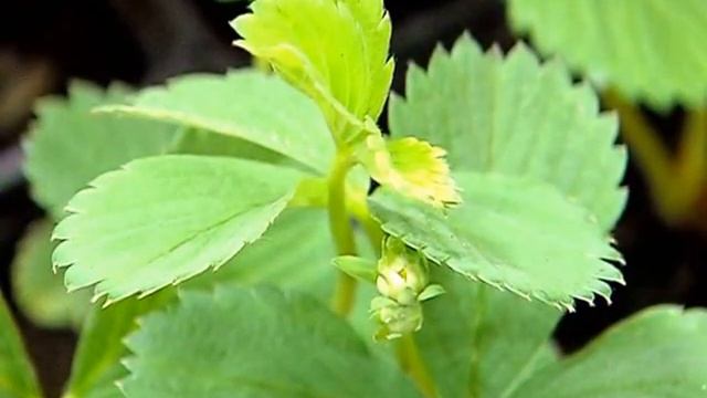 Цветочная рассада, саженцы, газоны, удобрения смотреть онлайн