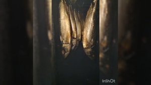 Скумбрия холодного копчения.Скумбрия сухим посолом.Скумбрия в рассоле,для копчения.