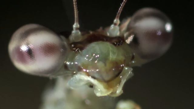 Best Centipede Showdowns | MONSTER BUG WARS смотреть онлайн