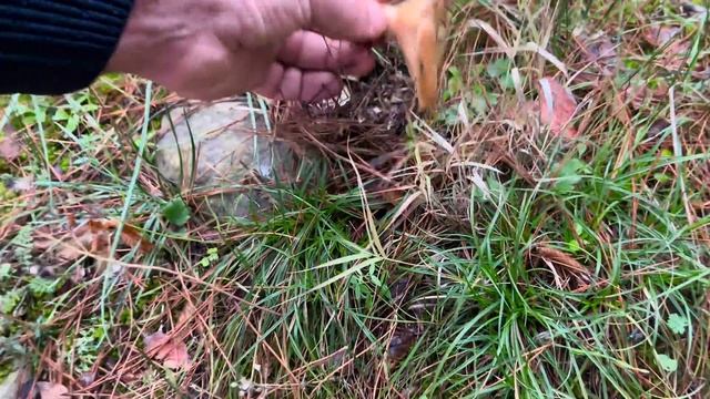 ПОМОГИТЕ! Рыжики и Маслята 25 НОЯБРЯ 2023 ПОШЛИ ПОЛЯНАМИ! Грибник ВИЗЖИТ от СЧАСТЬЯ увидев ЭТИ гриб смотреть онлайн