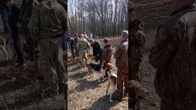 24.04.21 Открытие Саратовской Окружной выставки собак гончих пород. смотреть онлайн
