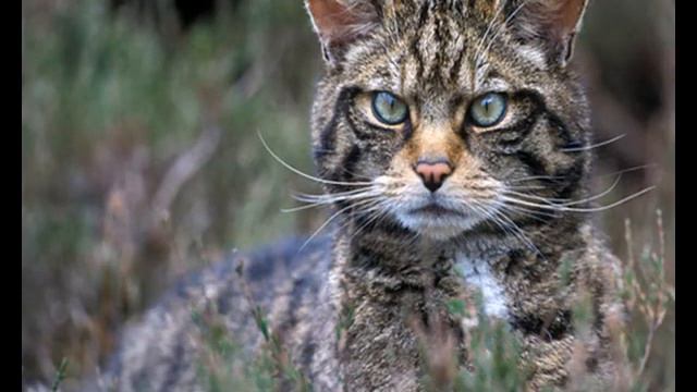 ЛЕСНЫЕ КОШКИ смотреть онлайн