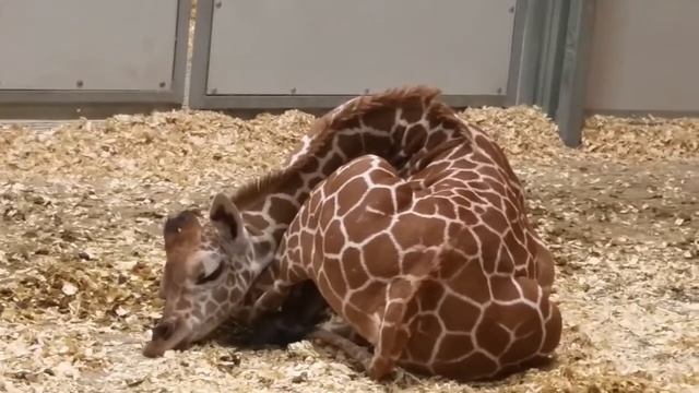 Жирафы проводят во сне всего от 10 минут до 2 часов в сутки. смотреть онлайн