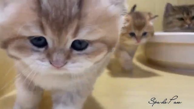 WhatsApp Video 2022 09 05 at 16 01 04 смотреть онлайн