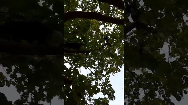 Бомбейский кот Муркис. смотреть онлайн