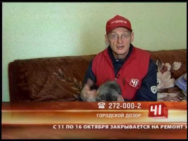 Спасение котенка