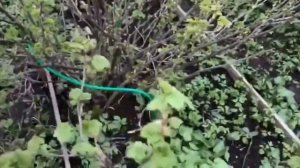 Весенняя обрезка черной смородины. Показываю подробно весь процесс.