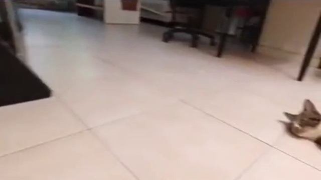 Смеется тот, кто смеется последний! (1).mp4