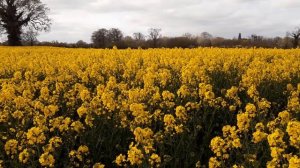 Rapeseed/Рапс и успокаивающая музыка