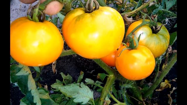 томат АПЕЛЬСИН тм РОСТОК старомихайловка смотреть онлайн