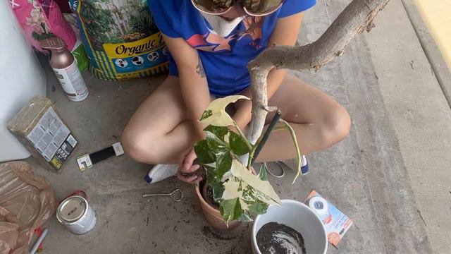 Staking my Syngonium Albo on a BRANCH...not a plank or moss pole. смотреть онлайн
