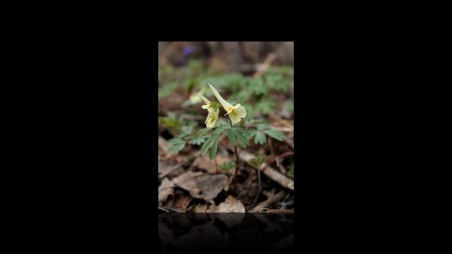 Первые цветы Весны смотреть онлайн