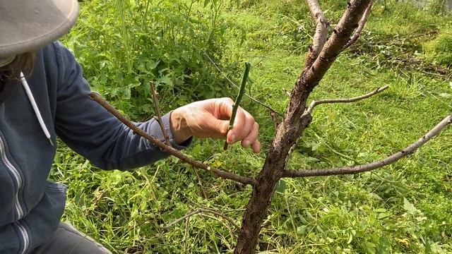 Multi Grafting Fruit Trees - How To With Deciduous Peach Tree