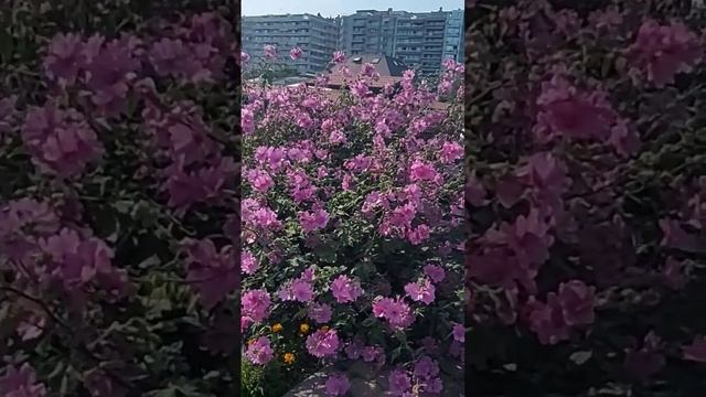 a Beautiful City and park or Blankenberge Belgium ?? ❤️ ♥️ смотреть онлайн