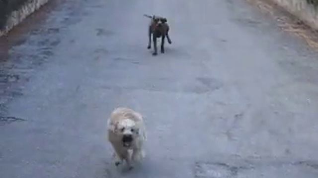 0704 Oskar Tango rennen смотреть онлайн