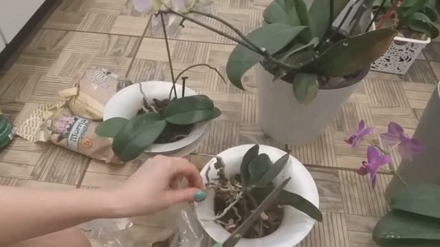 Орхидеи в горшках LECHUZA (Лечуза) в горшках с автополивом (фитильным поливом) Часть 1 смотреть онлайн