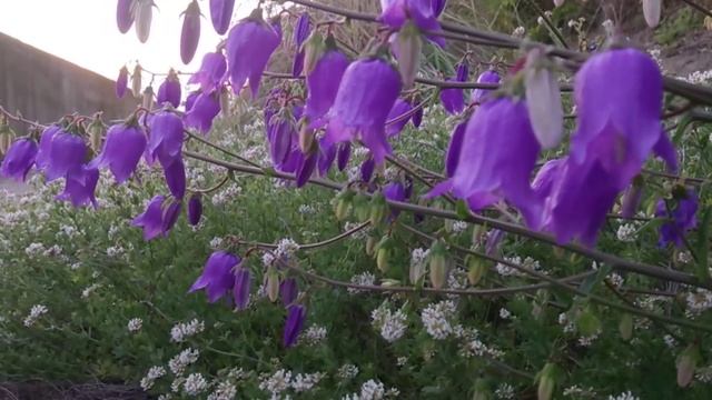 клип Чёрное море - Лазаревское, Сочи смотреть онлайн