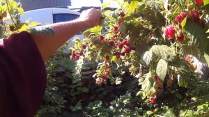 Ремонтантная малина сорт Химбо топ ( Himbo Top )