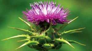 Шрот Расторопша Применение для Печени | Как Лечить Пищевое Отравление Грибами Радиацию Аменорею Рак